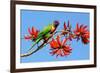 Rainbow Lorikeet-ZambeziShark-Framed Photographic Print