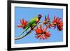 Rainbow Lorikeet-ZambeziShark-Framed Photographic Print