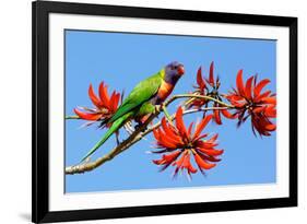 Rainbow Lorikeet-ZambeziShark-Framed Photographic Print