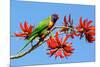 Rainbow Lorikeet-ZambeziShark-Mounted Photographic Print