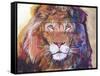 Rainbow Majesty-Graeme Stevenson-Framed Stretched Canvas