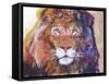 Rainbow Majesty-Graeme Stevenson-Framed Stretched Canvas