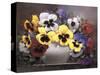 Rainbow of Pansies-Victor Santos-Stretched Canvas