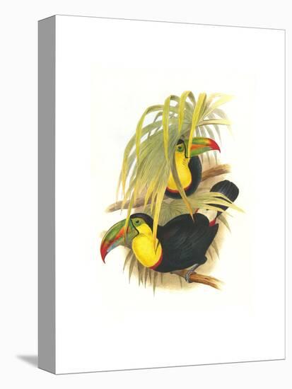 Rainbow or Keel Billed Toucan-John Gould-Stretched Canvas