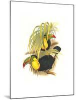 Rainbow or Keel Billed Toucan-John Gould-Mounted Art Print