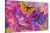 Rainbow Orchid Morpheus-Alixandra Mullins-Stretched Canvas