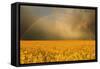 Rainbow over a Yellow Field-null-Framed Stretched Canvas