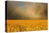 Rainbow over a Yellow Field-null-Stretched Canvas