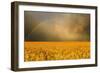 Rainbow over a Yellow Field-null-Framed Photographic Print