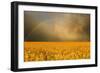 Rainbow over a Yellow Field-null-Framed Photographic Print