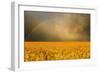 Rainbow over a Yellow Field-null-Framed Photographic Print