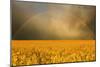 Rainbow over a Yellow Field-null-Mounted Photographic Print