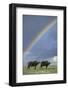 Rainbow over african buffalo Amboseli national park Kenya-Edward Myles-Framed Photographic Print