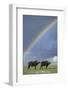 Rainbow over african buffalo Amboseli national park Kenya-Edward Myles-Framed Photographic Print