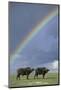 Rainbow over african buffalo Amboseli national park Kenya-Edward Myles-Mounted Photographic Print