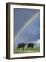 Rainbow over african buffalo Amboseli national park Kenya-Edward Myles-Framed Photographic Print