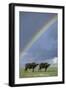 Rainbow over african buffalo Amboseli national park Kenya-Edward Myles-Framed Photographic Print