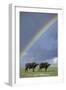 Rainbow over african buffalo Amboseli national park Kenya-Edward Myles-Framed Photographic Print