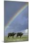 Rainbow over african buffalo Amboseli national park Kenya-Edward Myles-Mounted Photographic Print