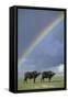 Rainbow over african buffalo Amboseli national park Kenya-Edward Myles-Framed Stretched Canvas