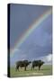 Rainbow over african buffalo Amboseli national park Kenya-Edward Myles-Stretched Canvas
