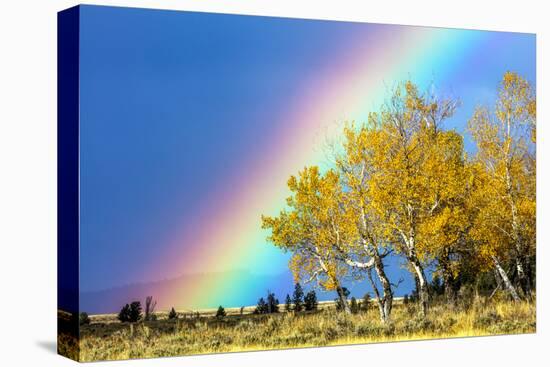 Rainbow over Aspens, Grand Teton National Park, Wyoming-Art Wolfe-Stretched Canvas