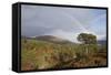 Rainbow over Forest of Scots Pine (Pinus Sylvestris) Trees, Glen Affric, Scotland, UK-Peter Cairns-Framed Stretched Canvas