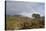 Rainbow over Forest of Scots Pine (Pinus Sylvestris) Trees, Glen Affric, Scotland, UK-Peter Cairns-Stretched Canvas