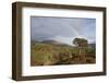 Rainbow over Forest of Scots Pine (Pinus Sylvestris) Trees, Glen Affric, Scotland, UK-Peter Cairns-Framed Photographic Print