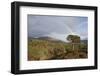 Rainbow over Forest of Scots Pine (Pinus Sylvestris) Trees, Glen Affric, Scotland, UK-Peter Cairns-Framed Photographic Print