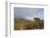 Rainbow over Forest of Scots Pine (Pinus Sylvestris) Trees, Glen Affric, Scotland, UK-Peter Cairns-Framed Photographic Print