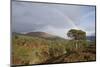 Rainbow over Forest of Scots Pine (Pinus Sylvestris) Trees, Glen Affric, Scotland, UK-Peter Cairns-Mounted Photographic Print