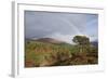 Rainbow over Forest of Scots Pine (Pinus Sylvestris) Trees, Glen Affric, Scotland, UK-Peter Cairns-Framed Photographic Print