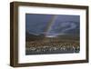 Rainbow over Large King Penguin Colony-Paul Souders-Framed Photographic Print