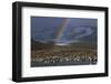 Rainbow over Large King Penguin Colony-Paul Souders-Framed Photographic Print