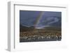 Rainbow over Large King Penguin Colony-Paul Souders-Framed Photographic Print