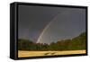 Rainbow over Ripening Cornfield-null-Framed Stretched Canvas