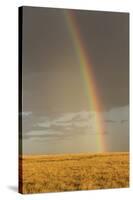 Rainbow over savannah habitat in evening sunlight, Masai Mara National Reserve, Kenya, August-Bernd Rohrschneider-Stretched Canvas