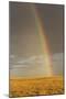 Rainbow over savannah habitat in evening sunlight, Masai Mara National Reserve, Kenya, August-Bernd Rohrschneider-Mounted Photographic Print