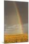 Rainbow over savannah habitat in evening sunlight, Masai Mara National Reserve, Kenya, August-Bernd Rohrschneider-Mounted Photographic Print