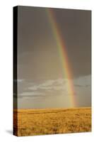 Rainbow over savannah habitat in evening sunlight, Masai Mara National Reserve, Kenya, August-Bernd Rohrschneider-Stretched Canvas