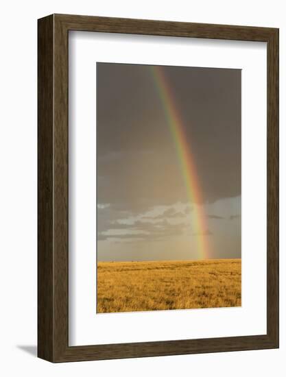 Rainbow over savannah habitat in evening sunlight, Masai Mara National Reserve, Kenya, August-Bernd Rohrschneider-Framed Photographic Print