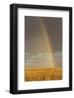 Rainbow over savannah habitat in evening sunlight, Masai Mara National Reserve, Kenya, August-Bernd Rohrschneider-Framed Photographic Print