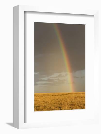 Rainbow over savannah habitat in evening sunlight, Masai Mara National Reserve, Kenya, August-Bernd Rohrschneider-Framed Photographic Print