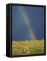 Rainbow over Sheep Grazing on Exmoor, Somerset, England, United Kingdom, Europe-Rob Cousins-Framed Stretched Canvas