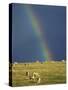 Rainbow over Sheep Grazing on Exmoor, Somerset, England, United Kingdom, Europe-Rob Cousins-Stretched Canvas