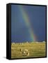 Rainbow over Sheep Grazing on Exmoor, Somerset, England, United Kingdom, Europe-Rob Cousins-Framed Stretched Canvas