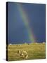 Rainbow over Sheep Grazing on Exmoor, Somerset, England, United Kingdom, Europe-Rob Cousins-Stretched Canvas