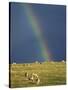 Rainbow over Sheep Grazing on Exmoor, Somerset, England, United Kingdom, Europe-Rob Cousins-Stretched Canvas