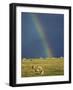 Rainbow over Sheep Grazing on Exmoor, Somerset, England, United Kingdom, Europe-Rob Cousins-Framed Photographic Print